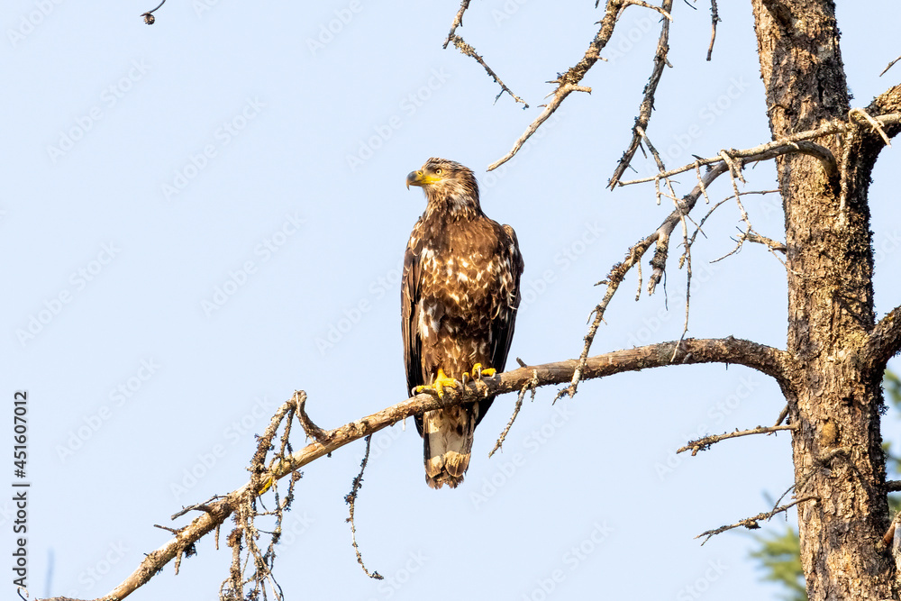 juvenile bald eagle without white head sitting in tree juvenile bald eagle without white head sitting in tree