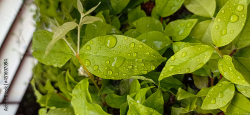 green leaves with water drops