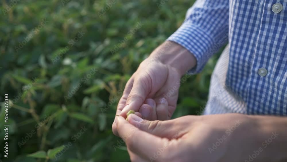 A farmer walks through the field and examines the quality of the soybeans A farmer walks through the field and examines the quality of the soybeans