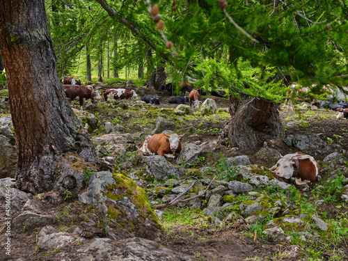 Cows resting and sheltering from the heat of summer in a mountain forest