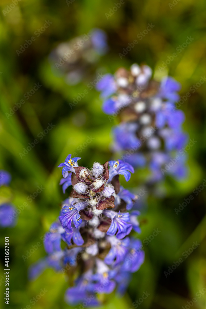 Ajuga reptans flower growing in the field Ajuga reptans flower growing in the field
