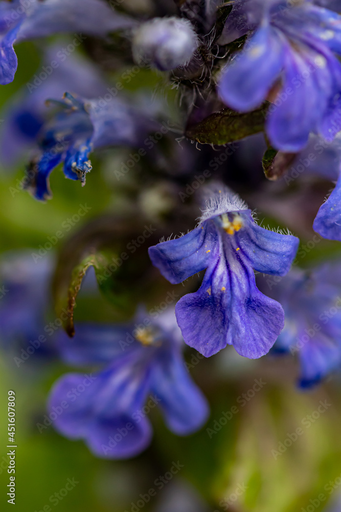 Ajuga reptans flower growing in the field, close up