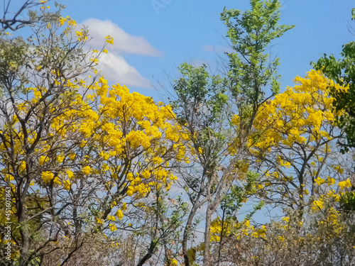 FLOR IPÊ FOLHAS ÁRVORES AMARELO VERDE