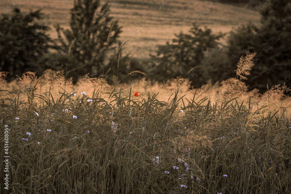 Obraz premium sunset in the grass