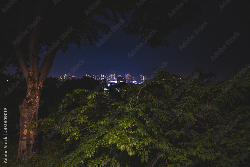 Fototapeta premium night in the forest