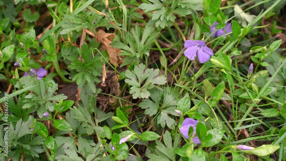 Periwinkle. Lovely little purple flowers in the meadow. Green leaves and grass with water drops. The grass twitches in the wind. Flowers in the wild. Forest glade with beautiful flowers Periwinkle. Lovely little purple flowers in the meadow. Green leaves and grass with water drops. The grass twitches in the wind. Flowers in the wild. Forest glade with beautiful flowers