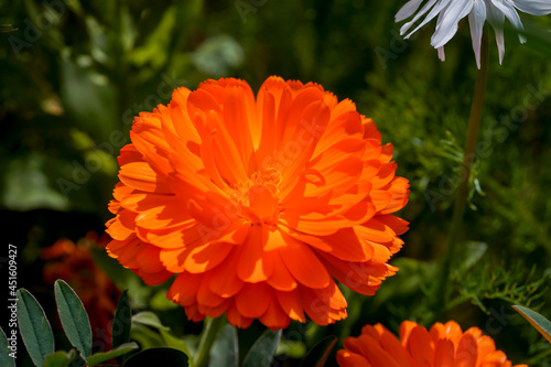 Blick auf eine orange Garten Ringelblume, Calendula officinalis photo