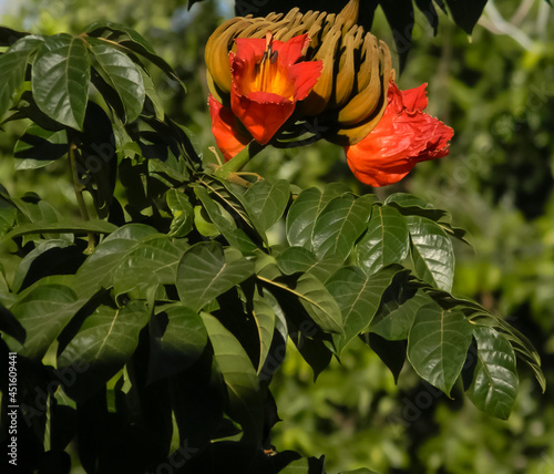 FLORES JARDIM ESPATÓDEA VERDE  VERMELHO LUZ BRILHO