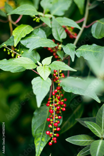 red and green