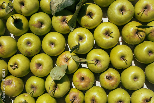 a shoot of full green apples background