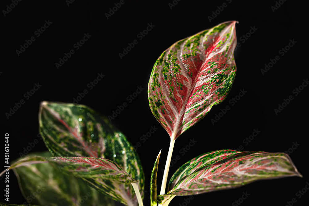 Fototapeta premium Aglaonema, houseplant, indoor plant on black background. Aglaonema plant has green-pink-red-yellow striped, green border and water drops. Hugely popular house plants due to beautiful colorful leaves.