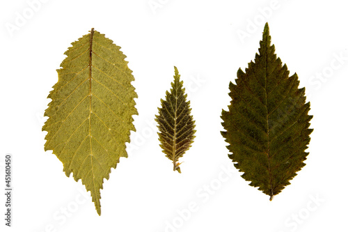 Three fuzzy green leaves of various sizes with serrated edges, against white background