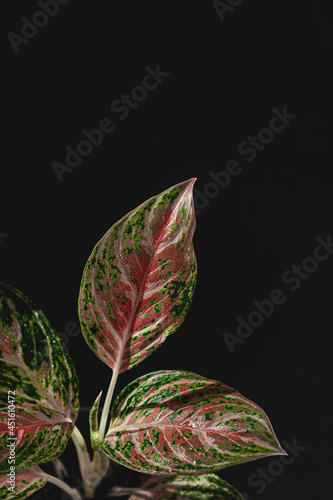 Aglaonema  houseplant  indoor plant on black background. Aglaonema plant has green-pink-red-yellow striped  green border and water drops. Hugely popular house plants due to beautiful colorful leaves.