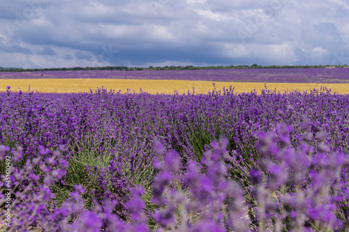 A field of lavender and a field of wheat on a Sunny summer day