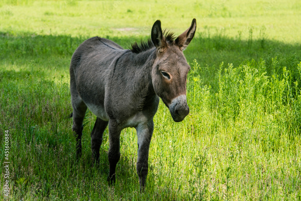 donkeys in pasture donkeys in pasture
