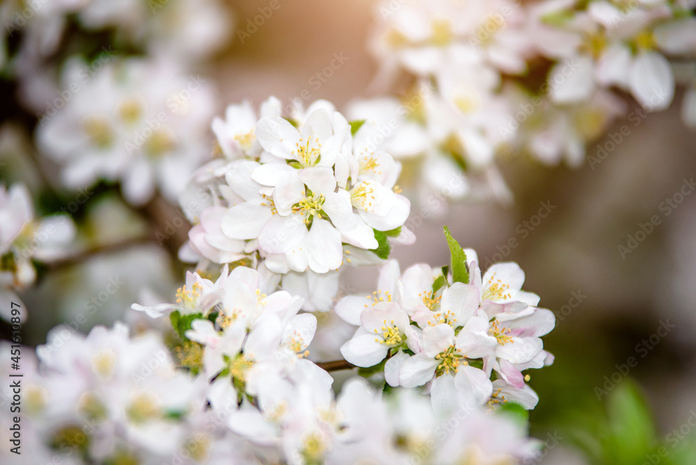 appletree blossom branch in the garden in spring
