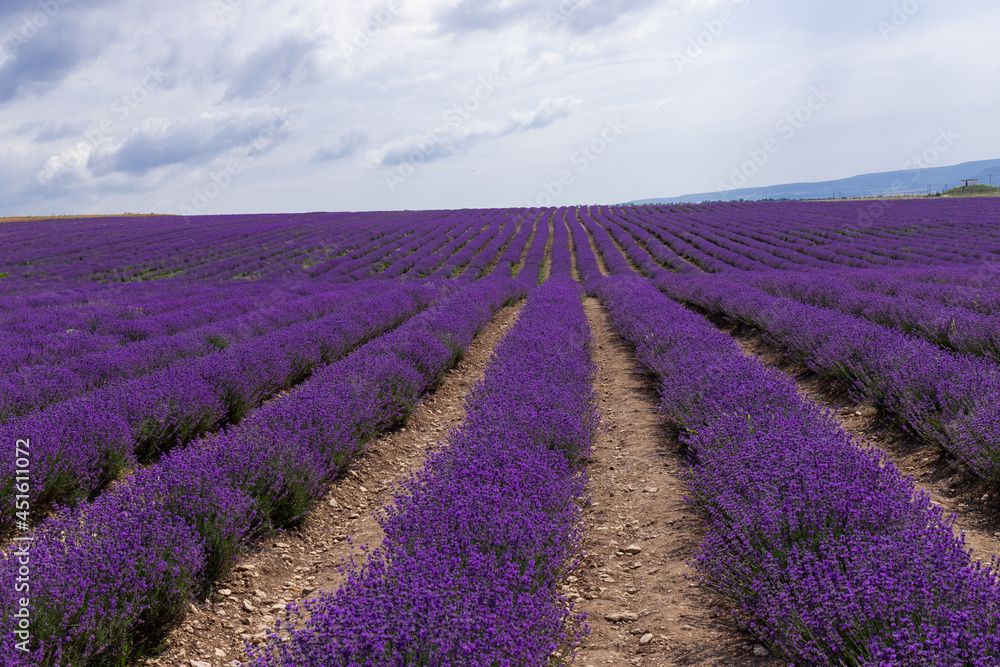 Blooming lavender in the summer. lavender blooming scented flowers.