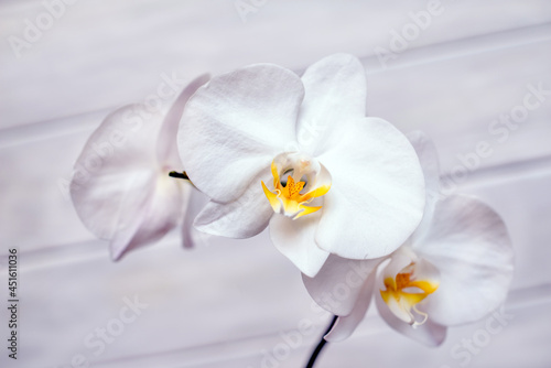 A branch of white orchids on a white wooden background 