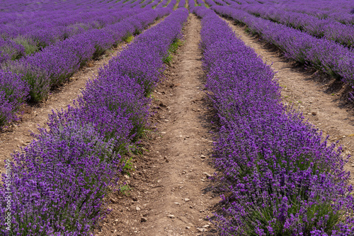 Blooming lavender in the summer. lavender blooming scented flowers.