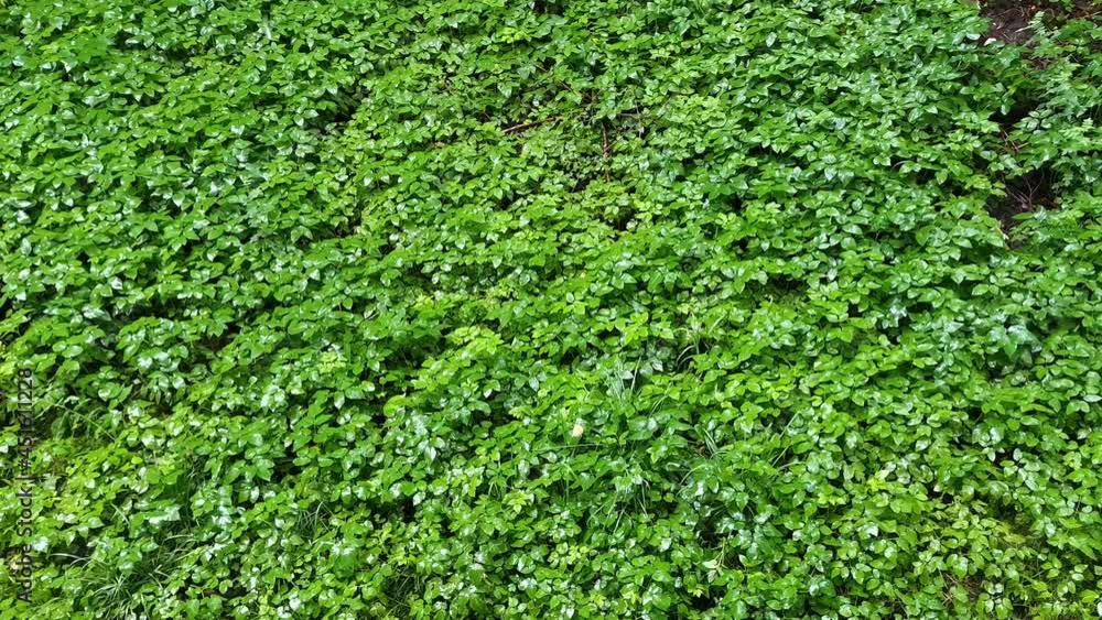 Rain on the green grass. Raindrops on green leaves. Rain in the thickets. Rain on the green grass. Raindrops on green leaves. Rain in the thickets.