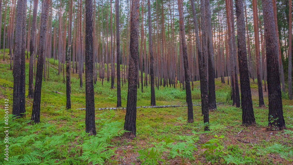 Fototapeta premium Forest after fire, regrowth, growing green plants after forest fire