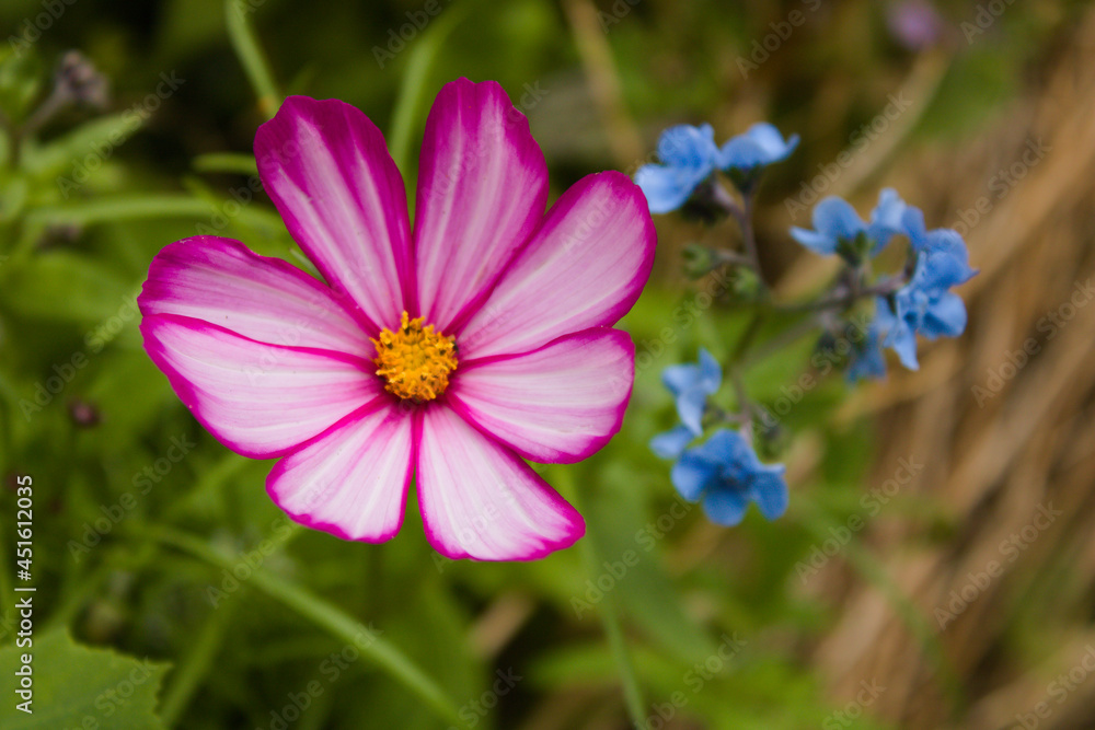 Close up of purple and white cosmos flower head in wild flowers meadow