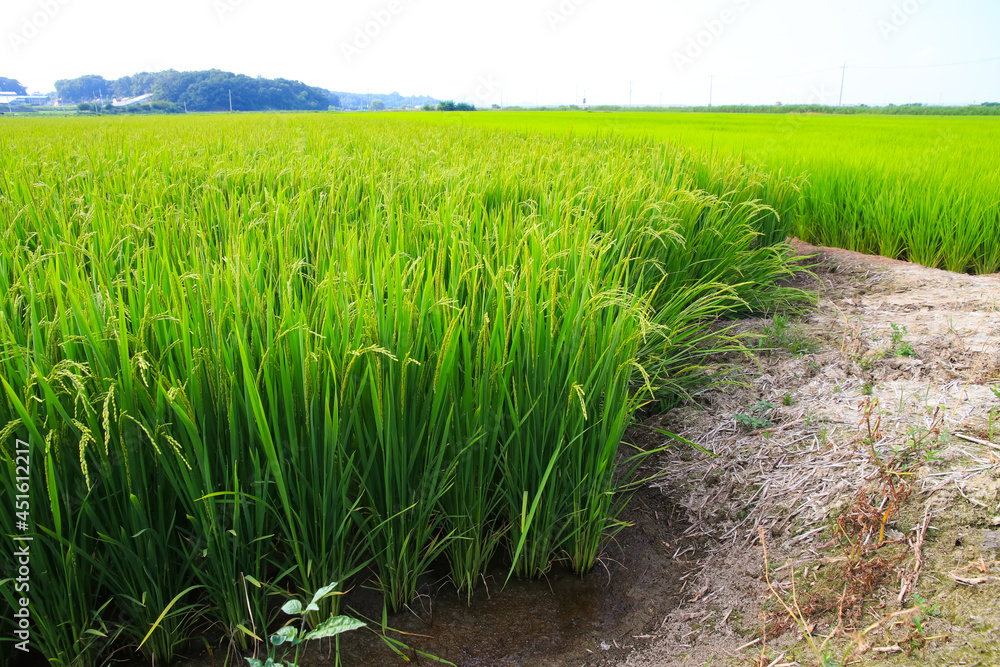 Korean traditional rice farming. Rice planting landscape in Korea ...