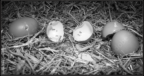 the great eggscape photo