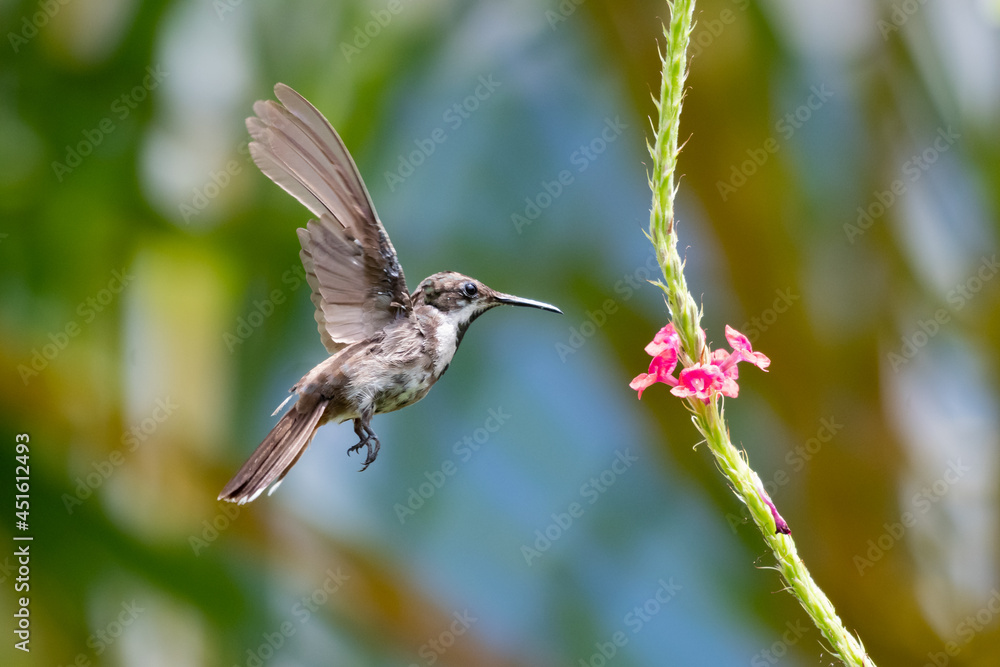 Obraz premium A juvenile Ruby Topaz hummingbird (Chrysolampis mosquitus) feeding on a pink Vervain flower. Bird in flight. Hummingbird in garden.