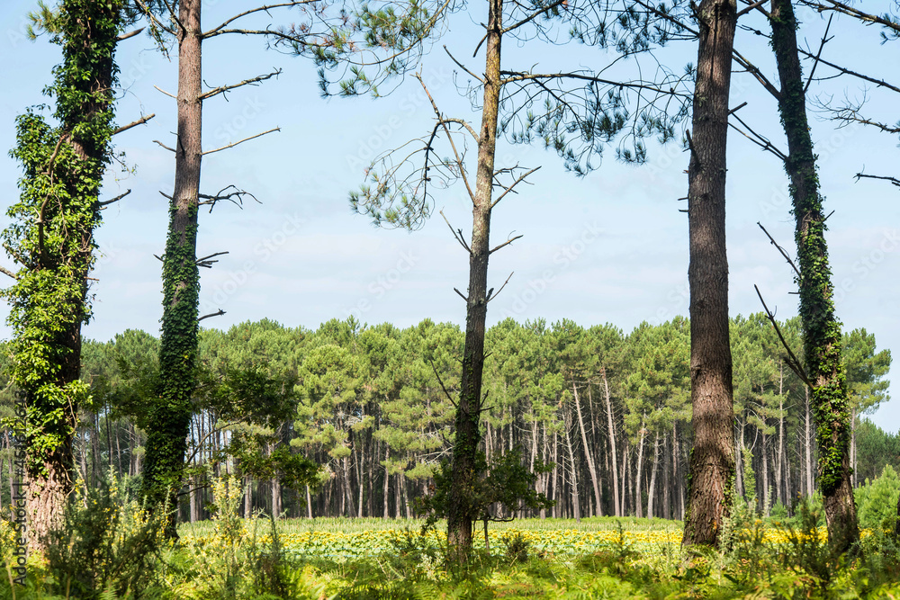 Fototapeta premium pretty landscape of the Landes forest in France