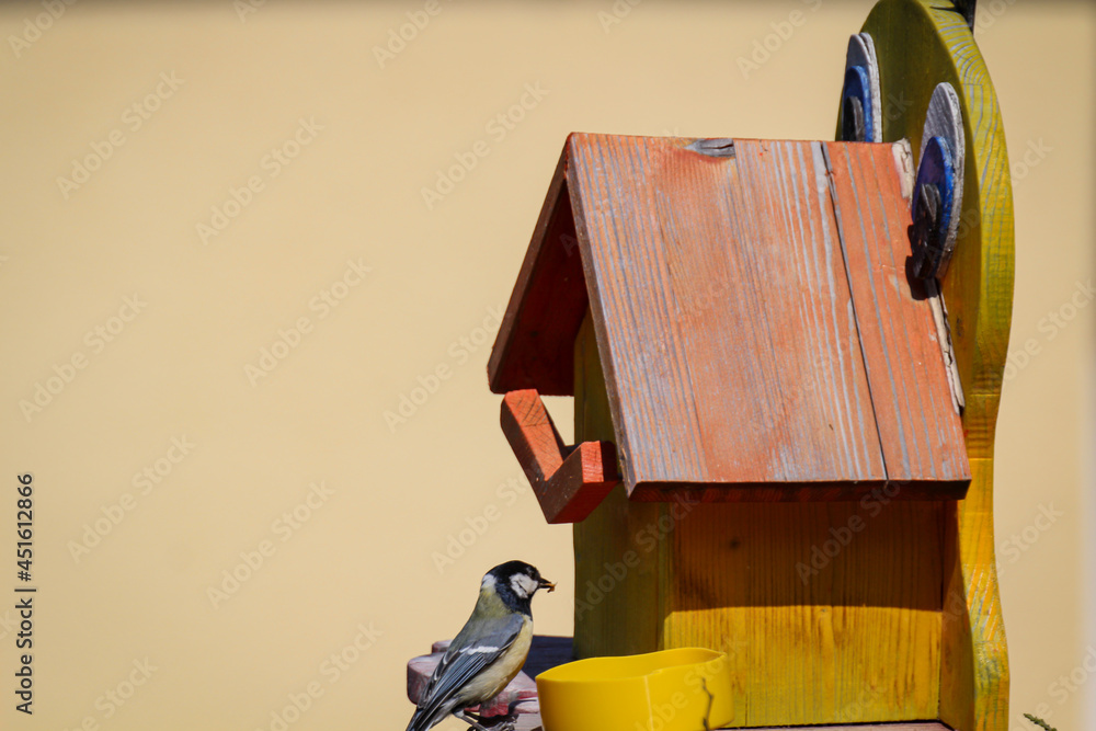 Eine Kohlmeise bringt Futter zu ihren Nachwuch in ein Vogelhaus. Eine Kohlmeise bringt Futter zu ihren Nachwuch in ein Vogelhaus.