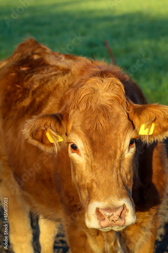 Das Portreit einer rotbraunen Kuh auf einer Weide.