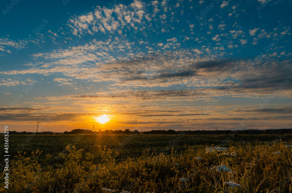 Obraz premium wheat field at sunset