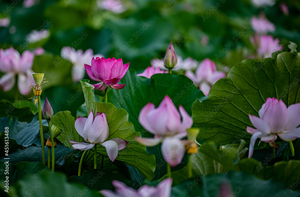 ハスの花