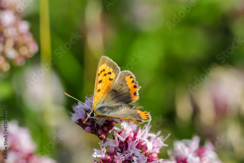 Nahaufnahme von einem Tagfalter. Schmetterling. © boedefeld1969