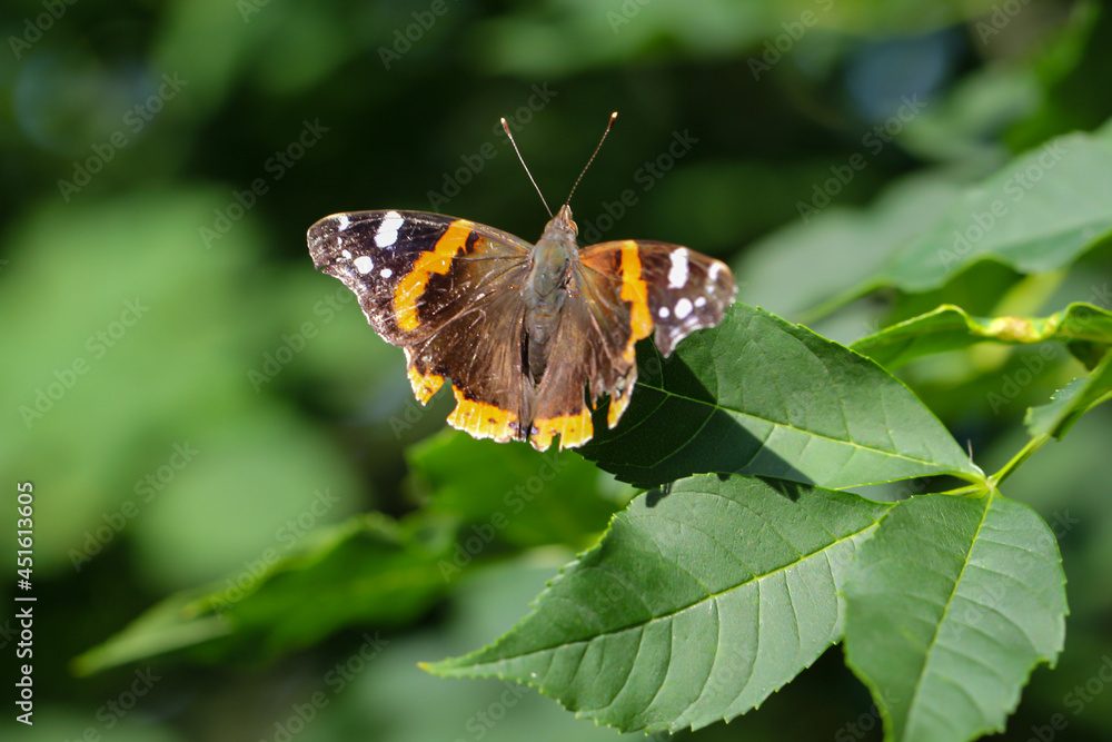 Ein Admiral, Schmetterling sitzt auf einem Busch.
Ein Admiral, Schmetterling sitzt auf einem Busch.