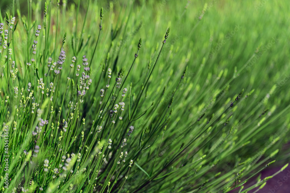 Green lavender bushes closeup on summer. Soft focus