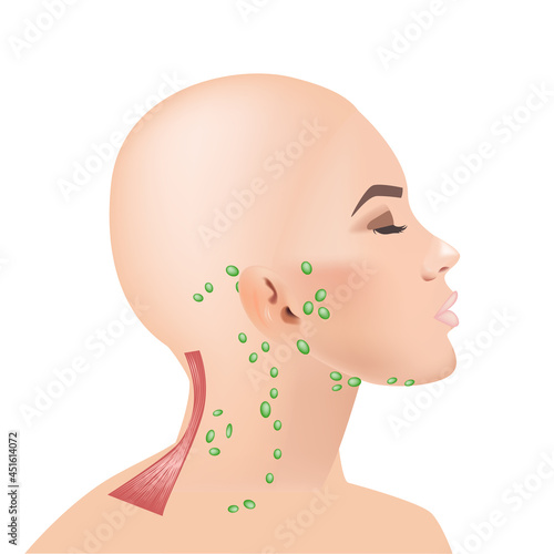 The location of the lymph node on the head and neck of a person