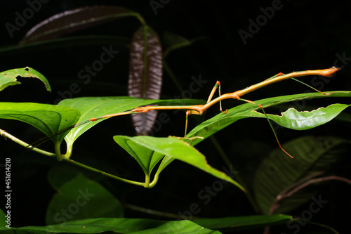 Stick insect (Phenacephorus sepilokensis) on green leaves, Sarawak, Borneo