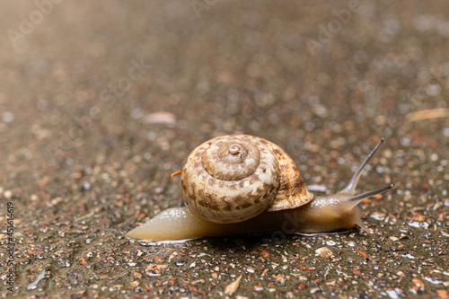 Grape snail on a stone, on a blurred background.