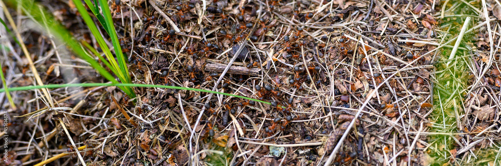 forest anthill made of tree twigs with ants close up. the world of insects in nature. banner forest anthill made of tree twigs with ants close up. the world of insects in nature. banner