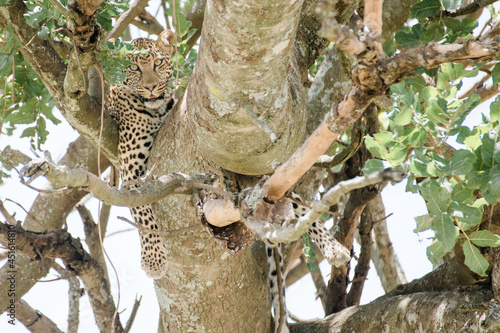 Leopard auf Baum in Tansania photo