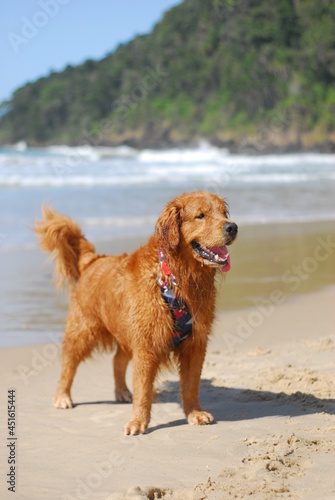 Cachorro brincando na praia 