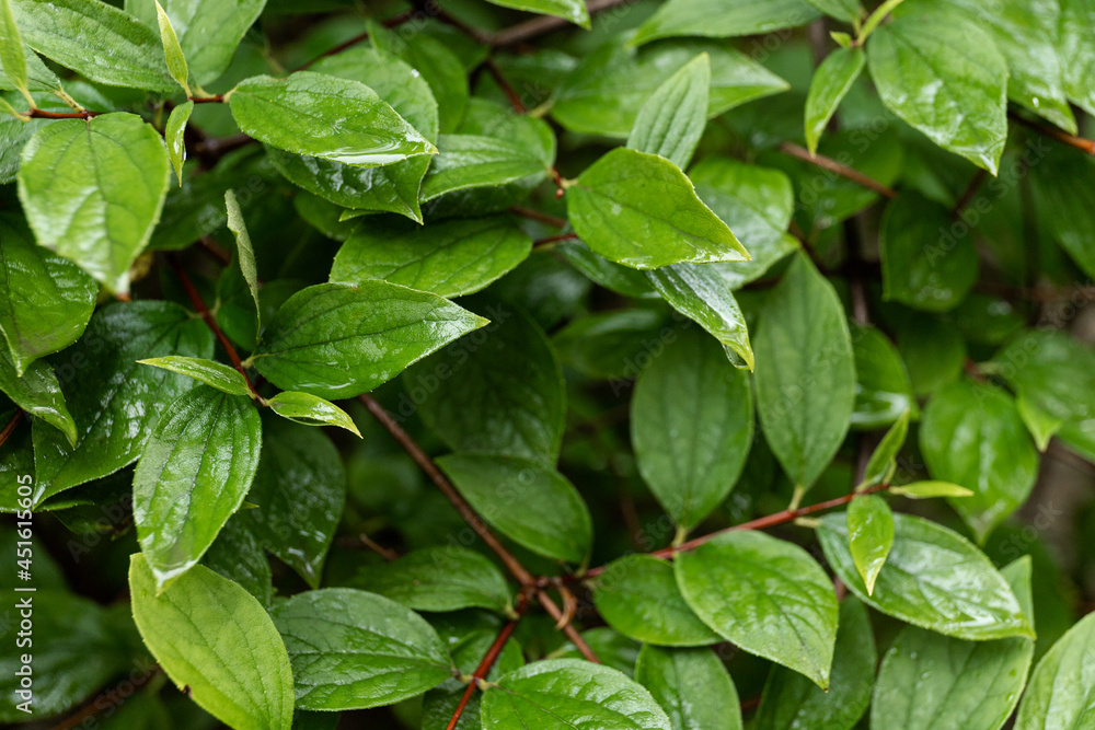 After rain Water Drops on Green leaves in the garden pattern background, sparkle of Droplets on surface leaf, color Dark Flat lay Natural background for input text After rain Water Drops on Green leaves in the garden pattern background, sparkle of Droplets on surface leaf, color Dark Flat lay Natural background for input text
