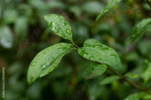 After rain Water Drops on Green leaves in the garden pattern background, sparkle of Droplets on surface leaf, color Dark Flat lay Natural background for input text