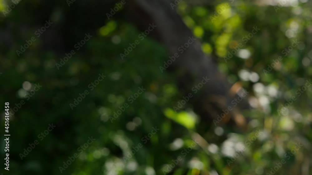 Blurry green forest background. Natural light landscape 4k video Blurry green forest background. Natural light landscape 4k video
