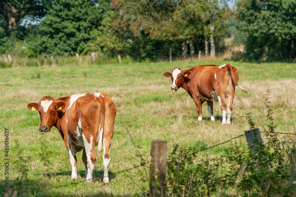 Milchkühe auf einer Weide eines Bauernhofes in Schleswig-Holstein Milchkühe auf einer Weide eines Bauernhofes in Schleswig-Holstein