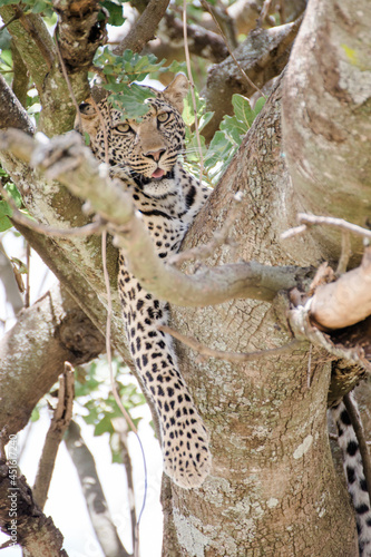 Fototapeta Naklejka Na Ścianę i Meble -  Leopard auf Baum in Tansania