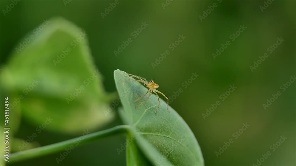 Jumping spider on the leaves in the forest Jumping spider on the leaves in the forest