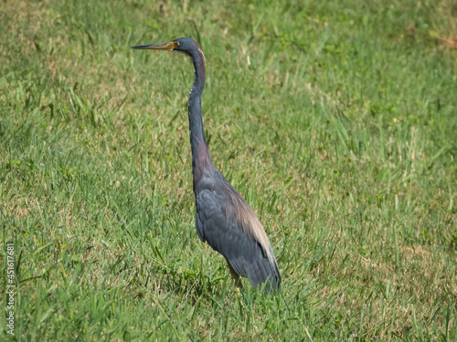 A tricolored heron standing on the pond bank